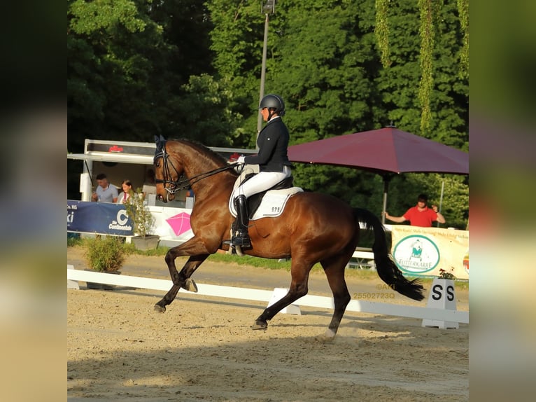 Hanoverian Gelding 15 years 16,2 hh Brown in Bergisch Gladbach