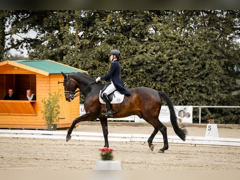 Hanoverian Gelding 15 years 16,3 hh Bay-Dark in Neuss