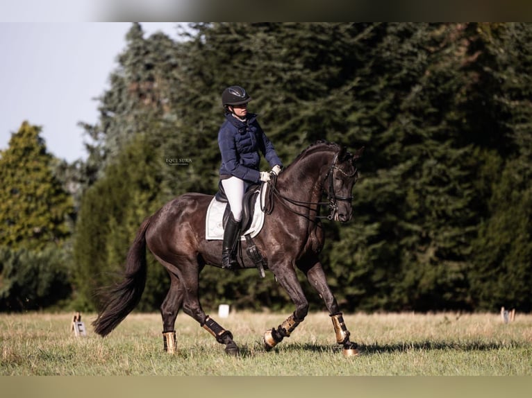 Hanoverian Gelding 15 years 16,3 hh Black in Herselt