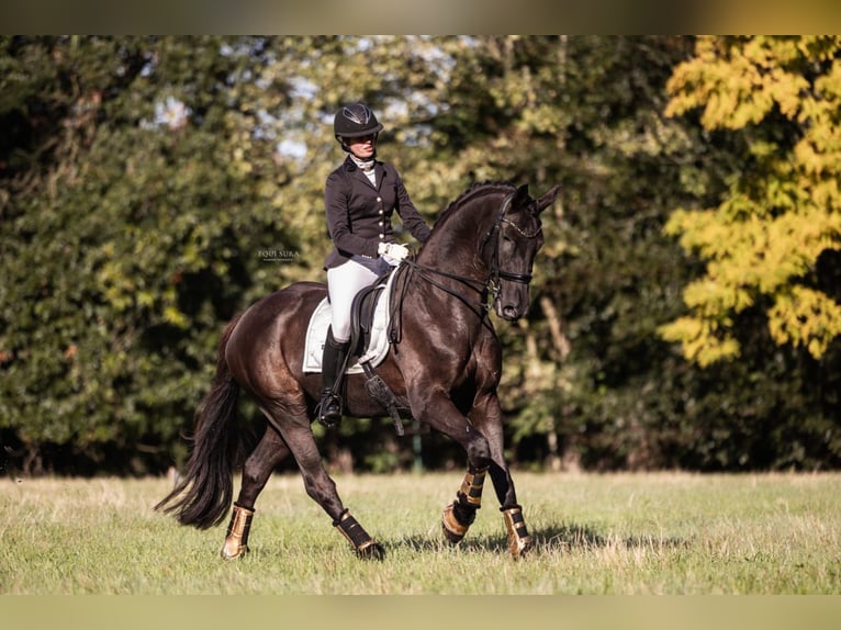 Hanoverian Gelding 15 years 16,3 hh Black in Herselt