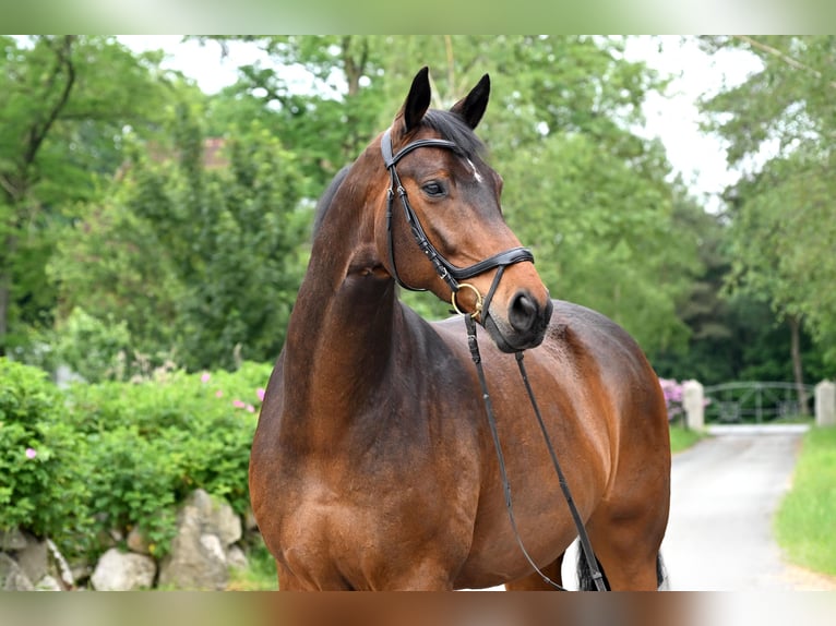 Hanoverian Gelding 15 years 16,3 hh Brown in Uthlede