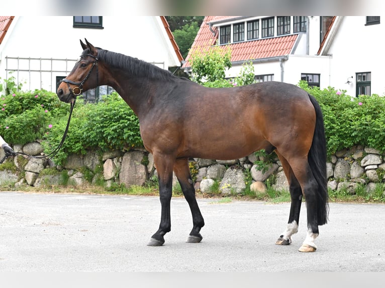 Hanoverian Gelding 15 years 16,3 hh Brown in Uthlede