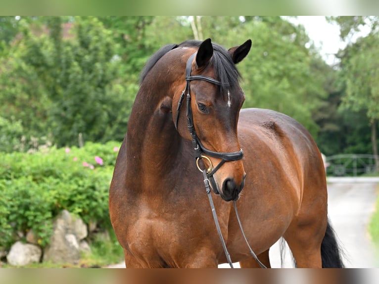 Hanoverian Gelding 15 years 16,3 hh Brown in Uthlede