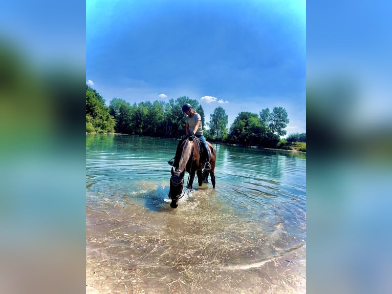 Hanoverian Gelding 15 years 16,3 hh Brown in Buchheim