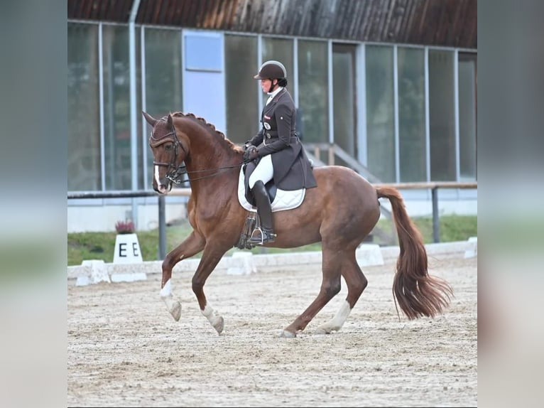 Hanoverian Gelding 15 years 17,1 hh Chestnut in Mils