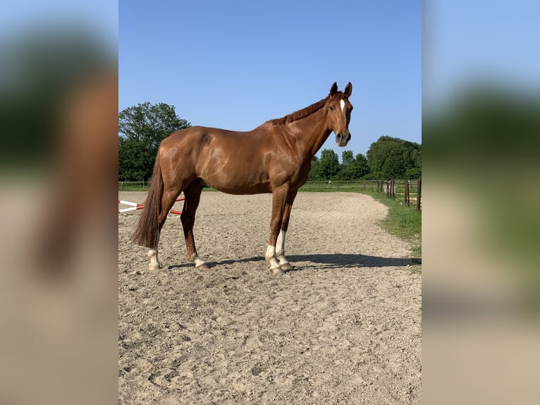Hanoverian Gelding 15 years 17.1 hh Chestnut-Red in Krefeld