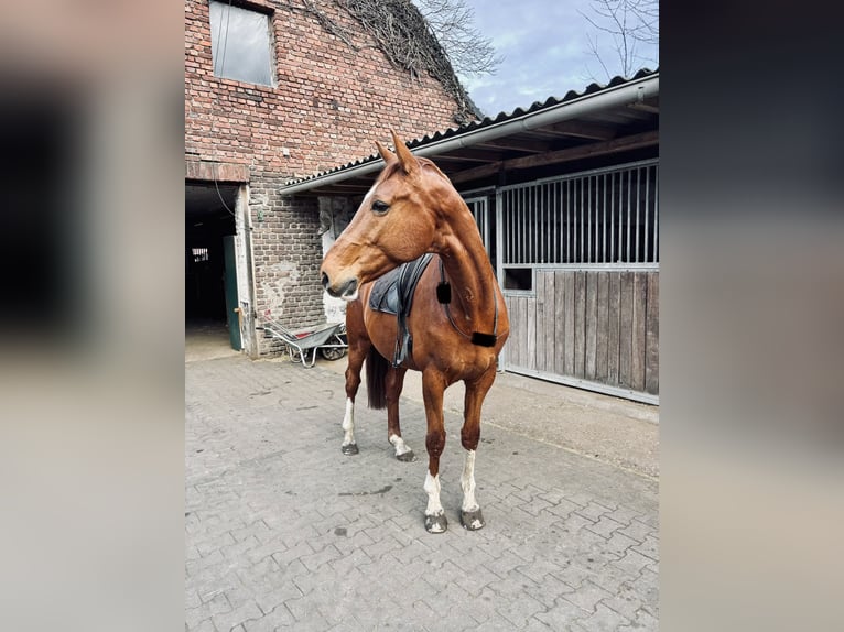 Hanoverian Gelding 15 years 17.1 hh Chestnut-Red in Krefeld