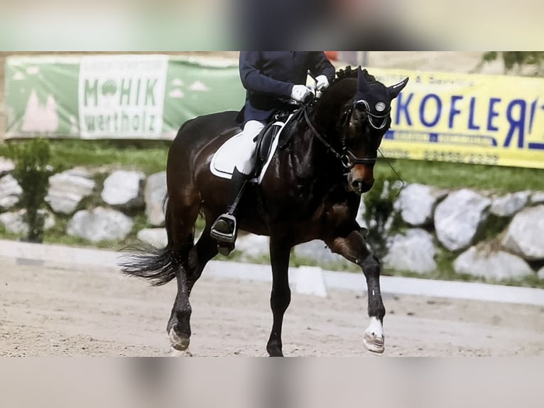 Hanoverian Gelding 15 years 17,3 hh Bay-Dark in Wien, Donaustadt