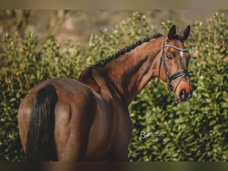 Hanoverian Gelding 15 years 17 hh Brown in Bargstedt-Ohrensen