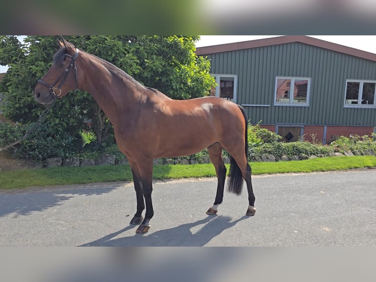 Hanoverian Gelding 15 years 17 hh Brown in Bargstedt-Ohrensen