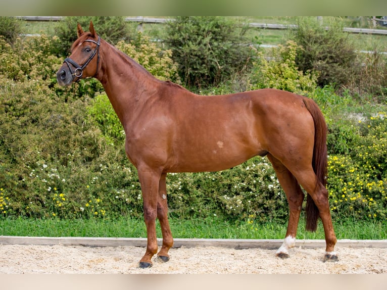 Hanoverian Gelding 15 years 17 hh Brown in Sittendorf