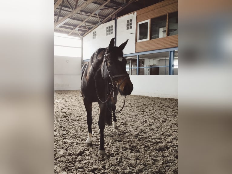 Hanoverian Gelding 15 years 17 hh Brown in Peine
