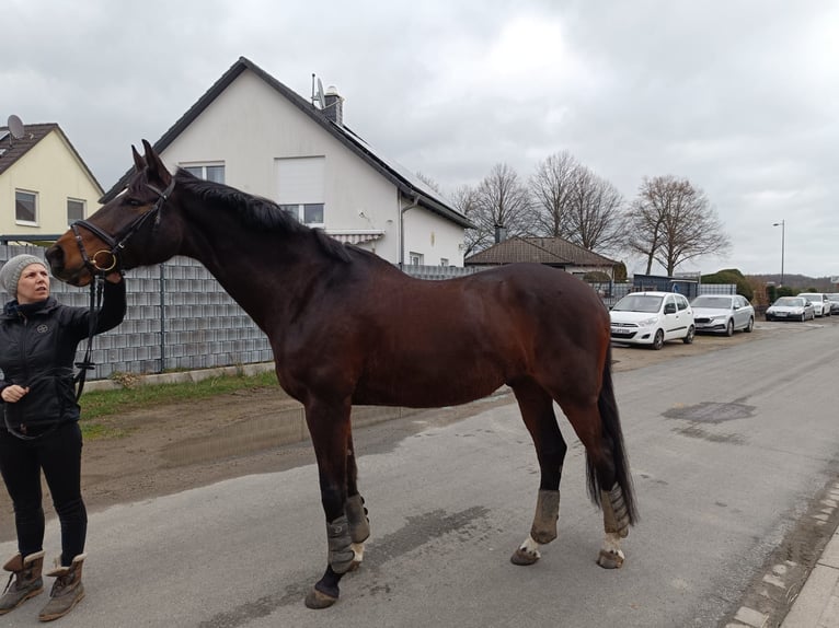 Hanoverian Gelding 15 years 17 hh Brown in Peine