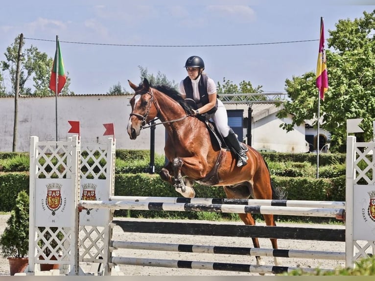 Hanoverian Gelding 15 years 17 hh Brown in Coimbra