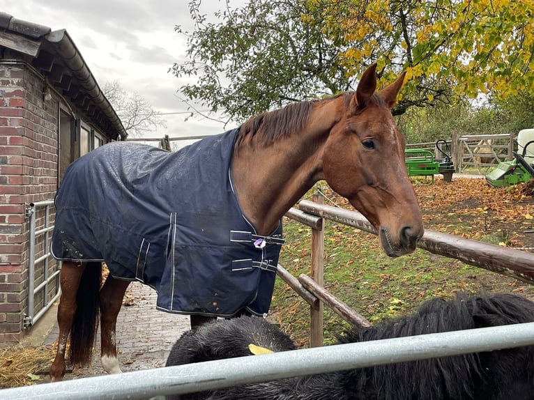Hanoverian Gelding 15 years 17 hh Chestnut-Red in Lohmar