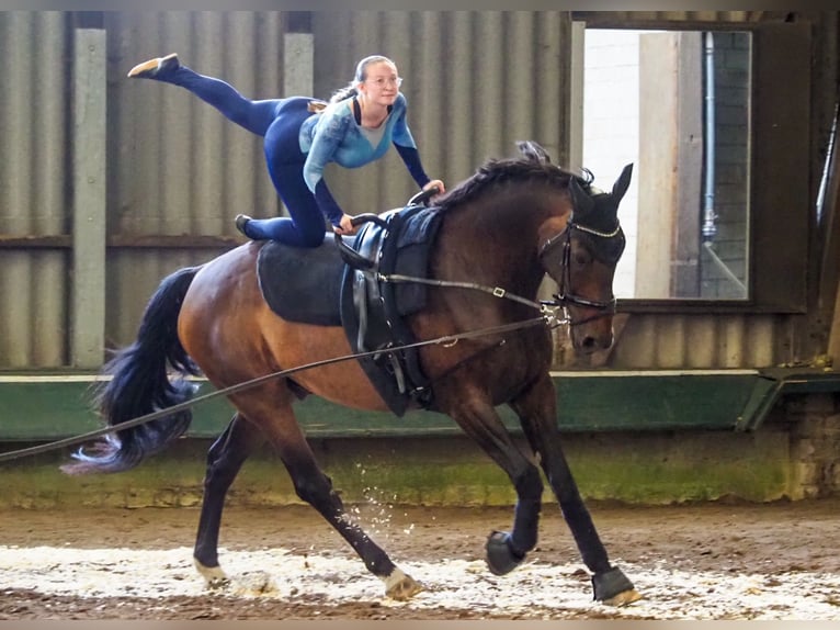 Hanoverian Gelding 15 years 17,1 hh Bay-Dark in Lilienthal
