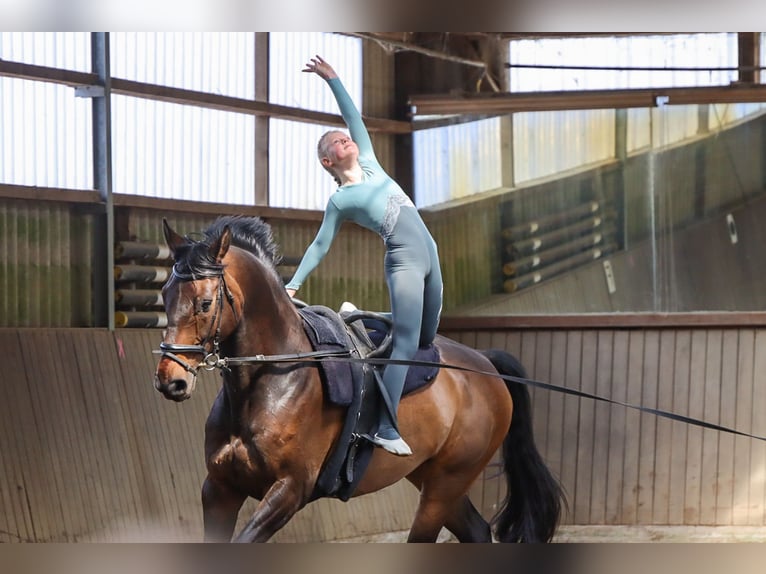 Hanoverian Gelding 15 years 17,1 hh Bay-Dark in Lilienthal