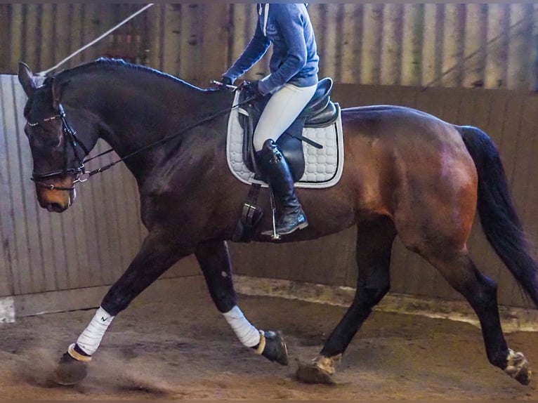 Hanoverian Gelding 15 years 17,1 hh Bay-Dark in Lilienthal