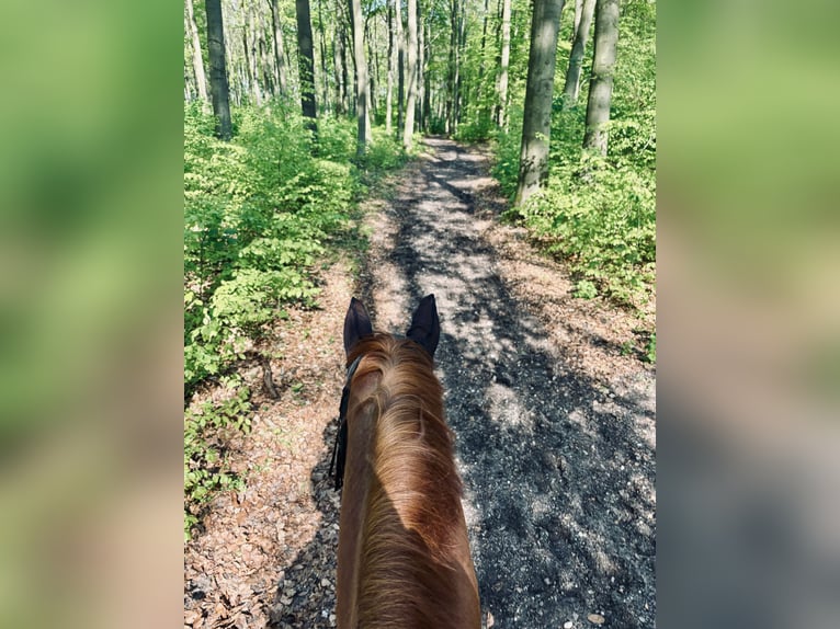 Hanoverian Gelding 15 years 17,1 hh Chestnut-Red in Krefeld