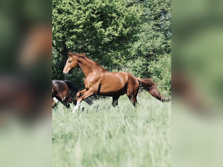 Hanoverian Gelding 15 years 17,1 hh Chestnut-Red in Krefeld