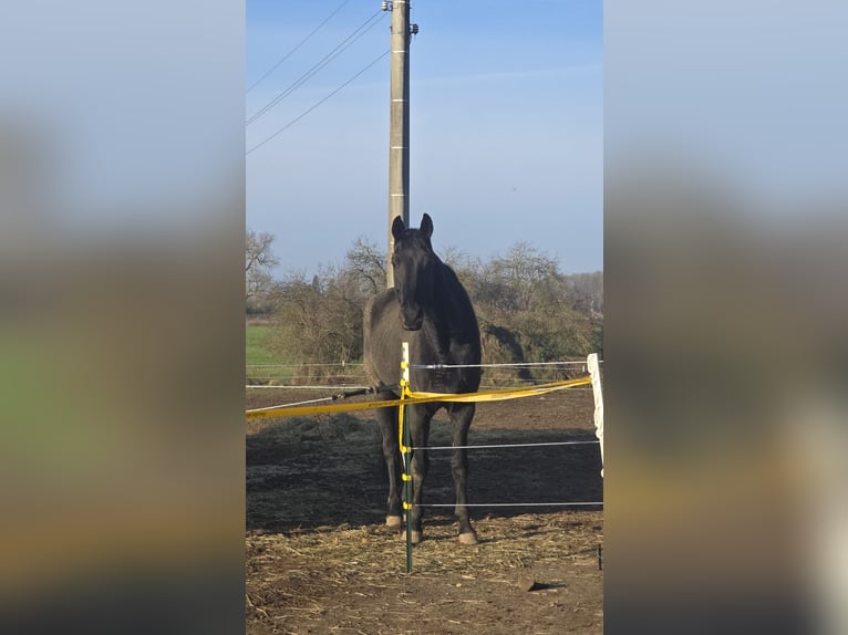 Hanoverian Gelding 15 years 18 hh Black in Feldberger Seenlandschaft