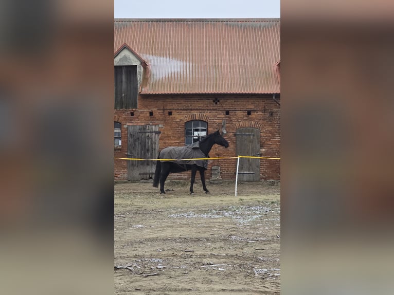Hanoverian Gelding 15 years 18 hh Black in Feldberger Seenlandschaft