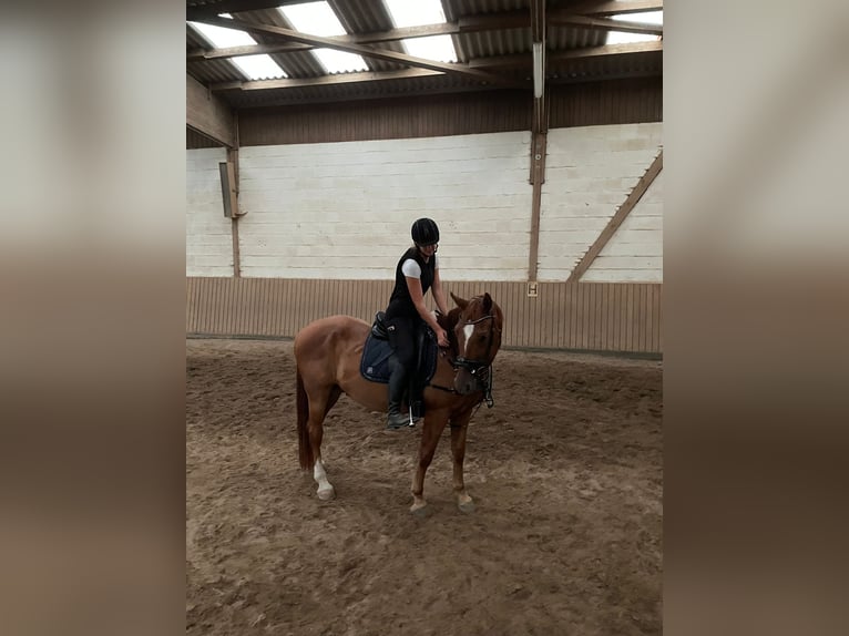 Hanoverian Gelding 15 years Chestnut-Red in Aue