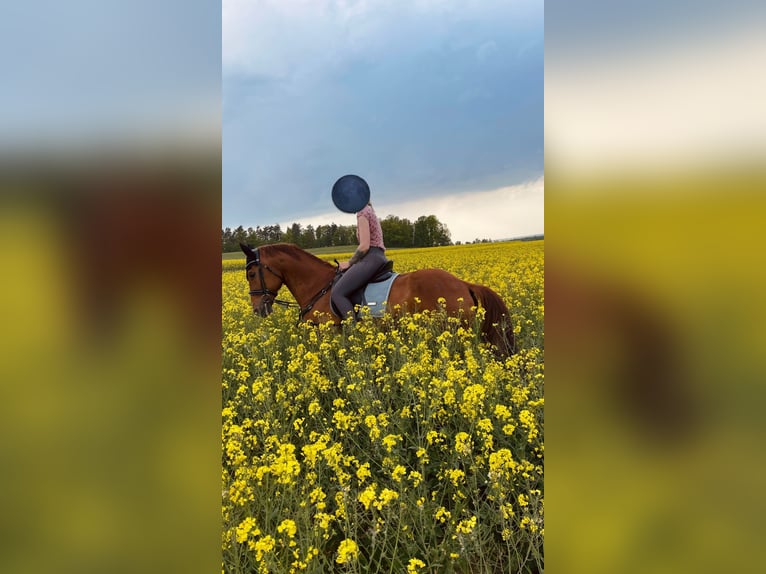Hanoverian Gelding 15 years Chestnut-Red in Aue