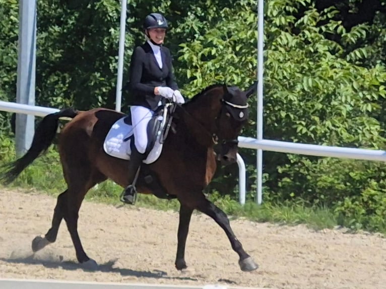 Hanoverian Gelding 15 years Smoky-Black in Villach
