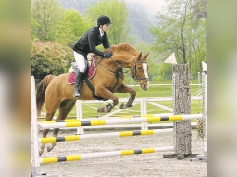 Hanoverian Gelding 16 years 15,2 hh Chestnut-Red in Biasca