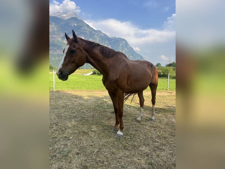 Hanoverian Gelding 16 years 15,2 hh Chestnut-Red in Biasca