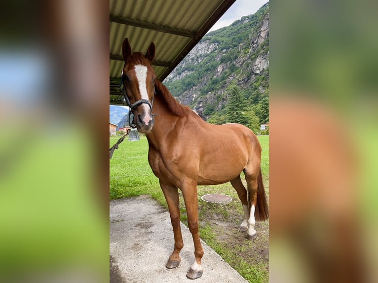 Hanoverian Gelding 16 years 15,2 hh Chestnut-Red in Biasca
