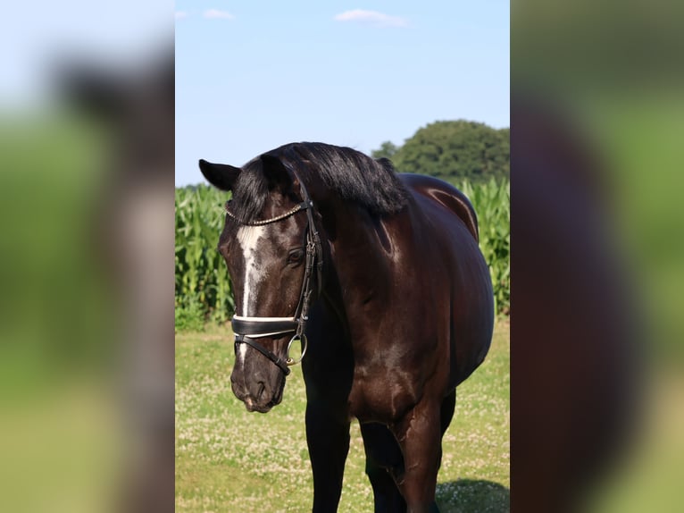 Hanoverian Gelding 16 years 16,1 hh Black in Haftenkamp