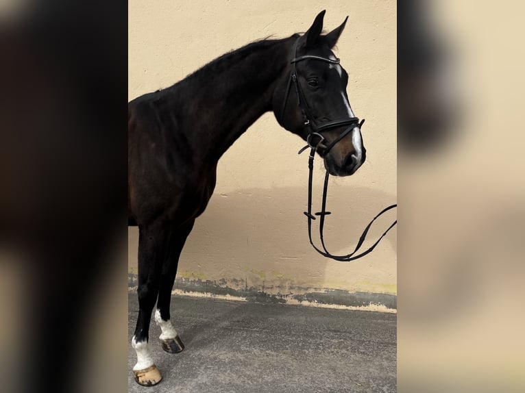 Hanoverian Gelding 16 years 16.1 hh Black in Georgsmarienhütterhsma