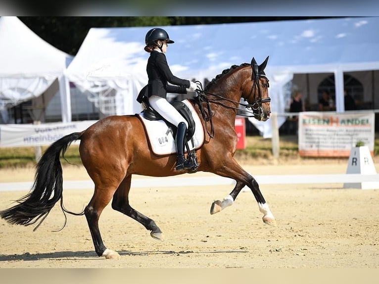 Hanoverian, Gelding, 16 years, 16.1 hh, Brown