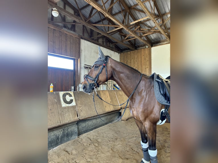 Hanoverian Gelding 16 years 16,2 hh Brown in Stavenhagen