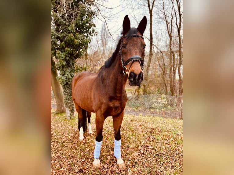 Hanoverian Gelding 16 years 16.2 hh Brown in Waiblingen