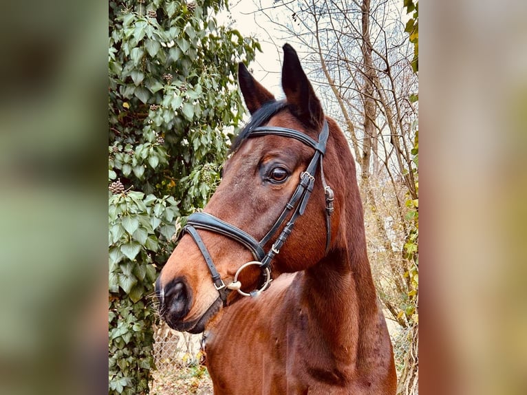 Hanoverian Gelding 16 years 16.2 hh Brown in Waiblingen
