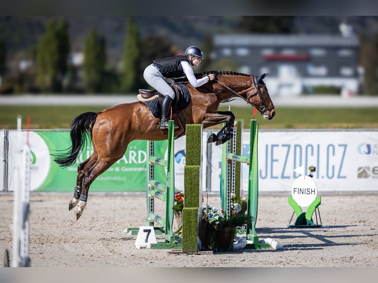 Hanoverian Gelding 16 years 16.2 hh Brown in Prague