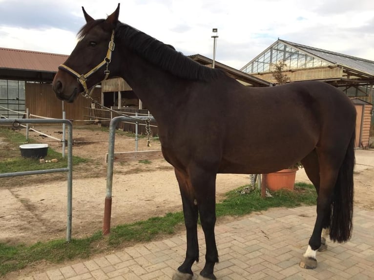 Hanoverian Gelding 16 years 16,3 hh Brown in Hamburg