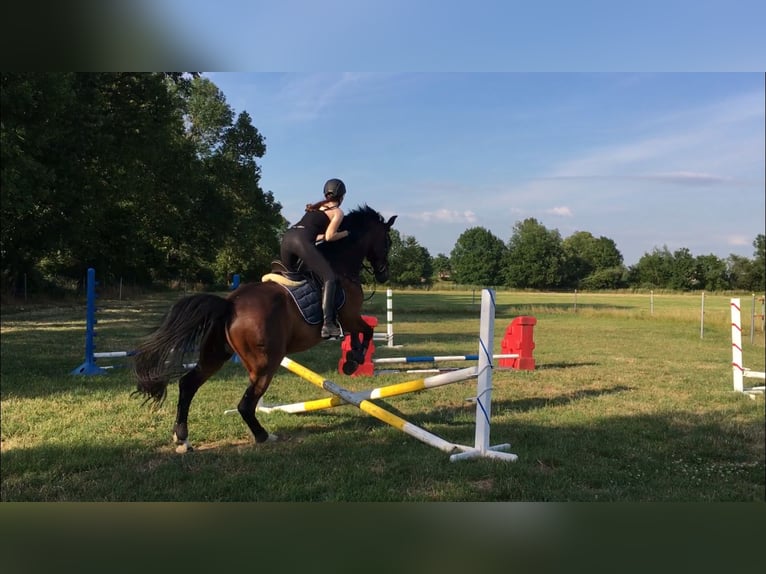 Hanoverian Gelding 16 years 16,3 hh Brown in Hamburg