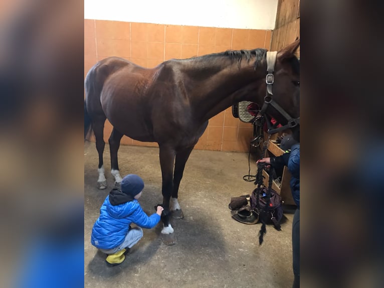 Hanoverian Gelding 16 years 16 hh Bay-Dark in Sonnefeld