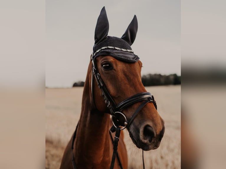 Hanoverian Gelding 16 years 16 hh Bay-Dark in Sonnefeld