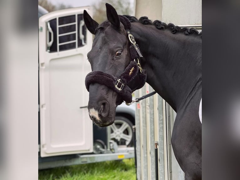 Hanoverian Gelding 16 years 16 hh Black in Seevetal