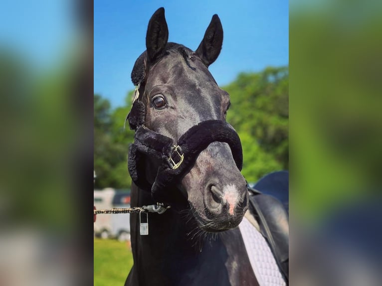 Hanoverian Gelding 16 years 16 hh Black in Seevetal