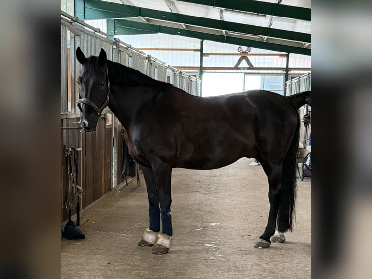 Hanoverian Gelding 16 years 16 hh Black in Seevetal