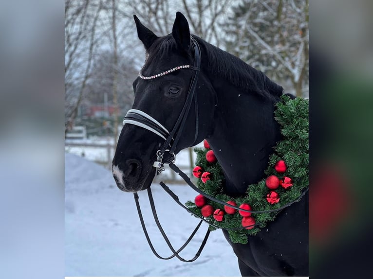 Hanoverian Gelding 16 years 16 hh Black in Seevetal