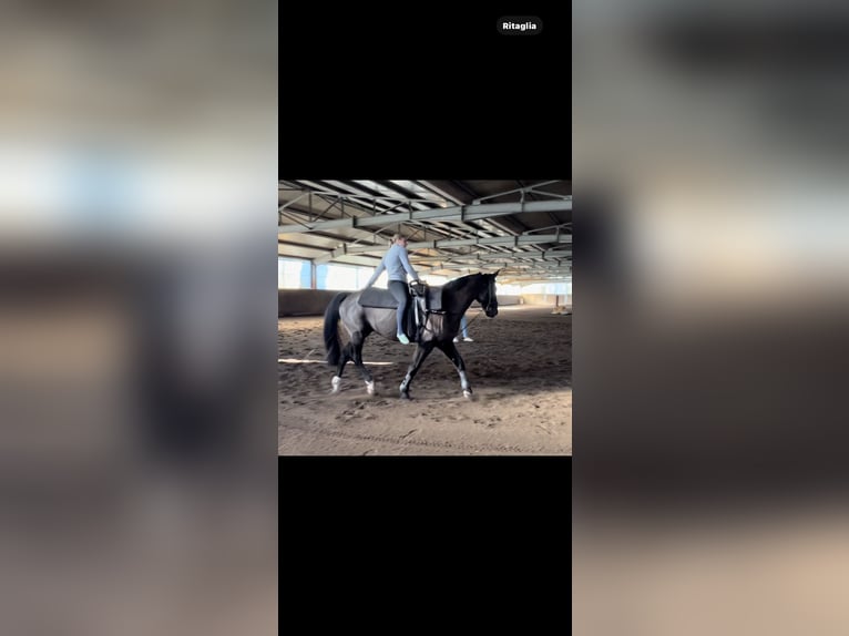 Hanoverian Gelding 16 years 16 hh Black in Vaireggio