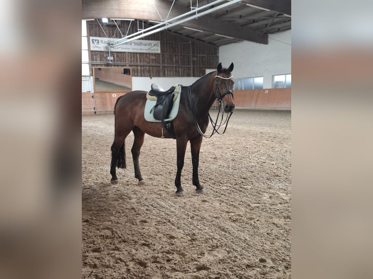 Hanoverian Gelding 16 years 16 hh Brown in Durmersheim
