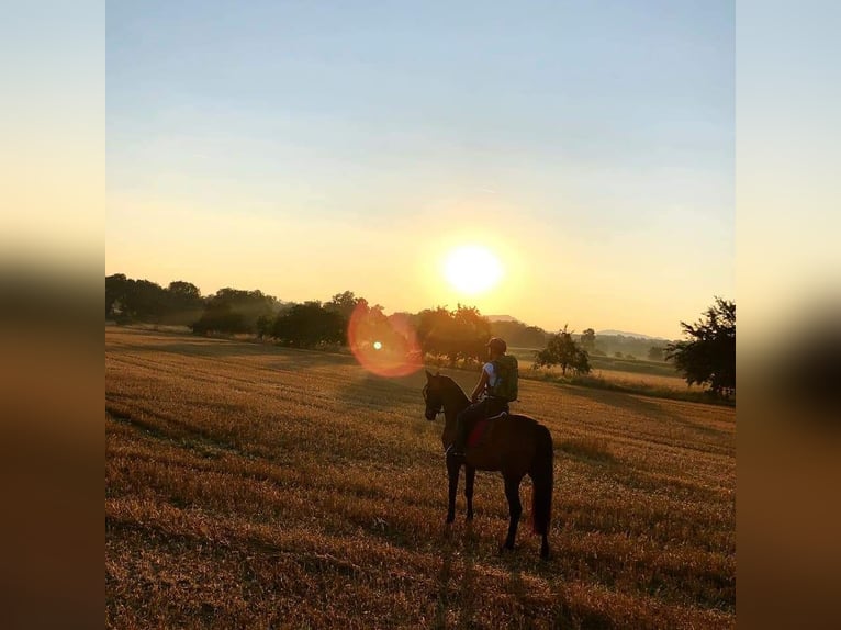 Hanoverian Gelding 16 years 16 hh Brown in Durmersheim